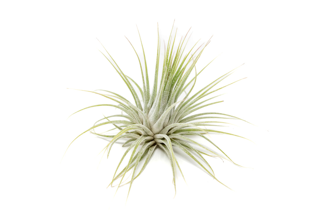 Wholesale - Large Tillandsia Ionantha Guatemala Air Plants