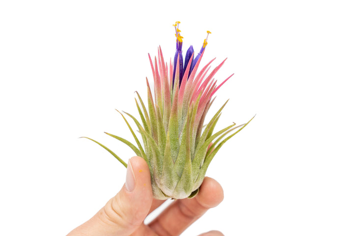large blushing and blooming tillandsia ionantha rubra air plant