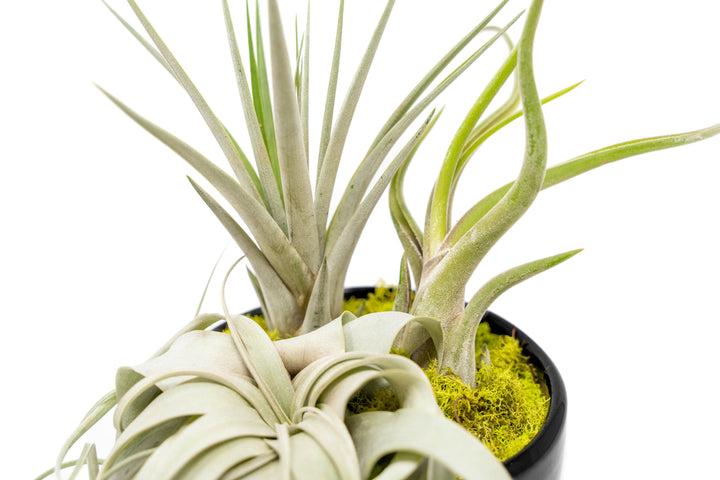 large black terracotta dish with three tillandsia air plants and moss accent