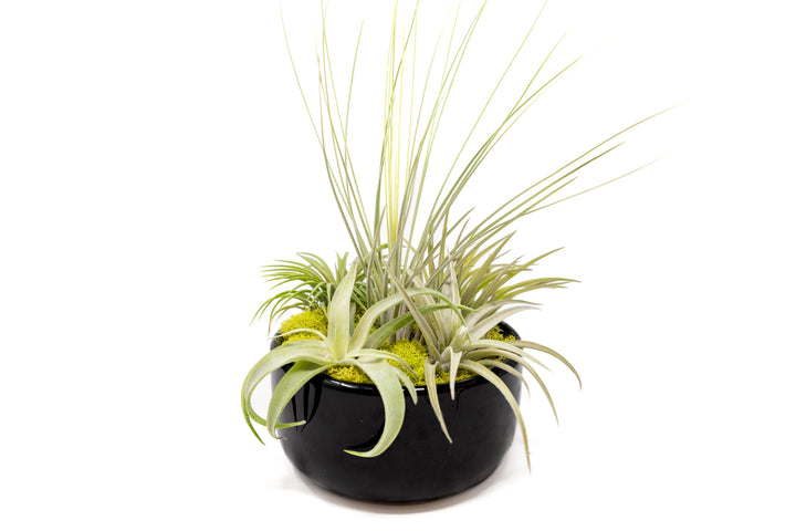 large black terracotta dish with five tillandsia air plants and moss accent