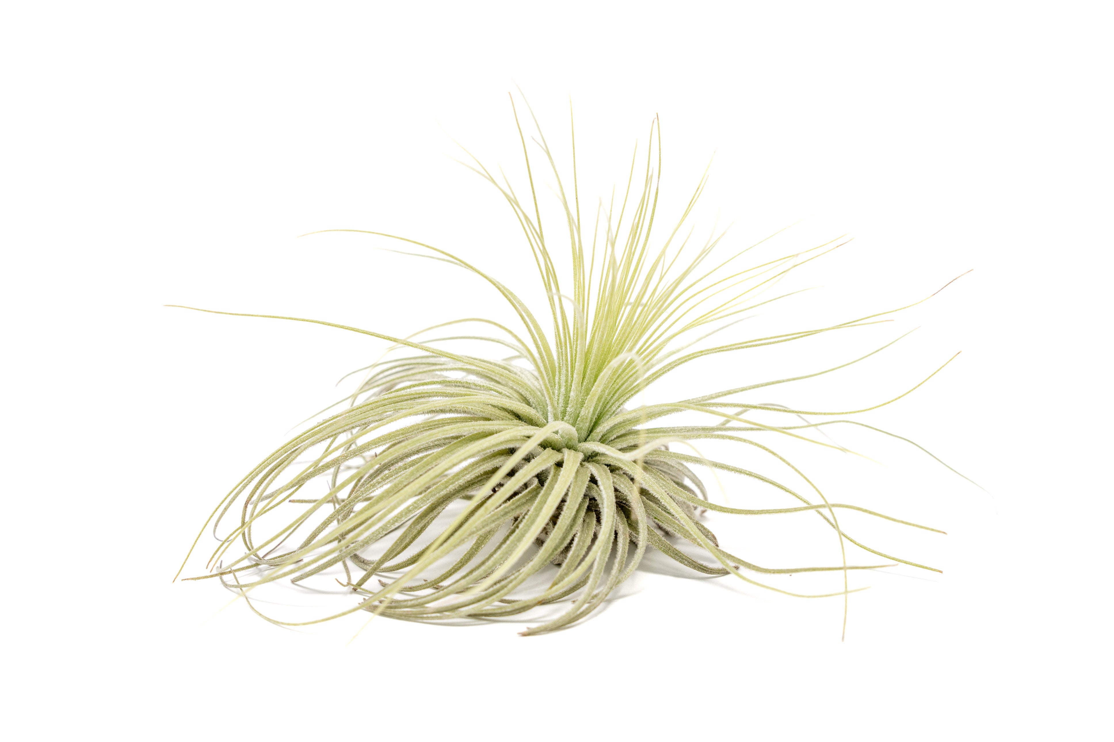 wegmans air plants Tillandsia Magnusiana Air Plants