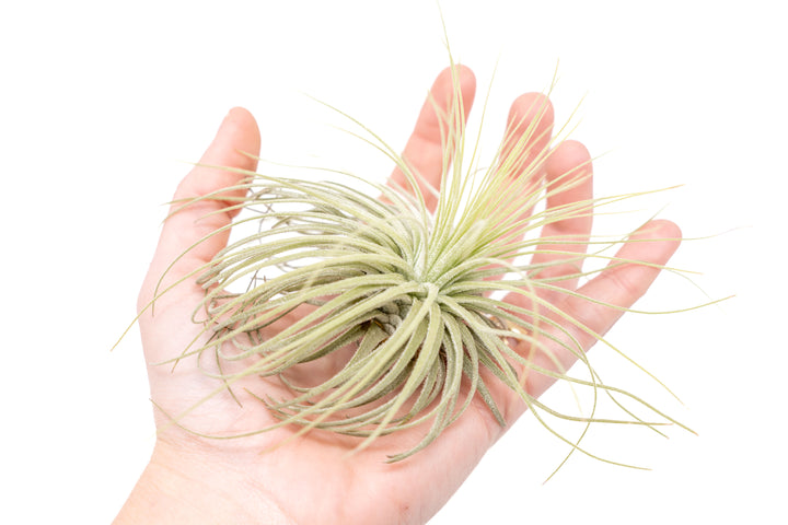 Tillandsia Magnusiana Air Plants