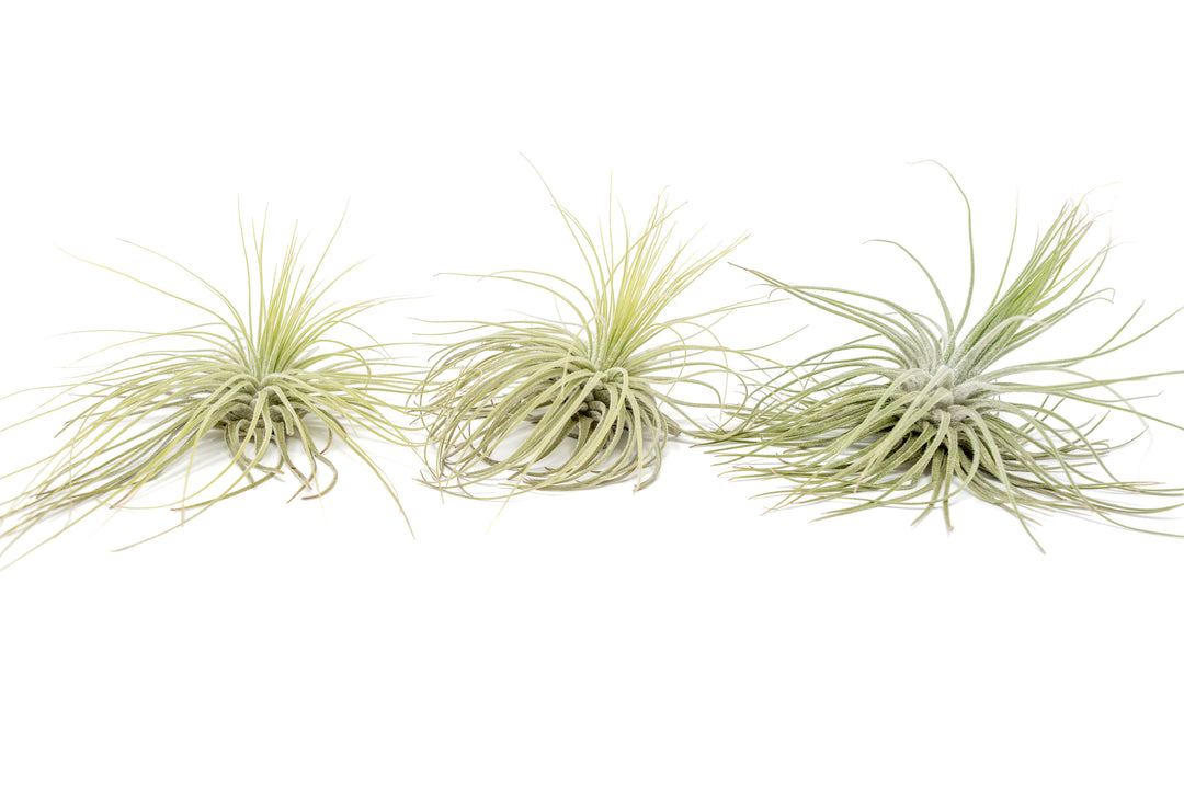 Tillandsia Magnusiana Air Plants