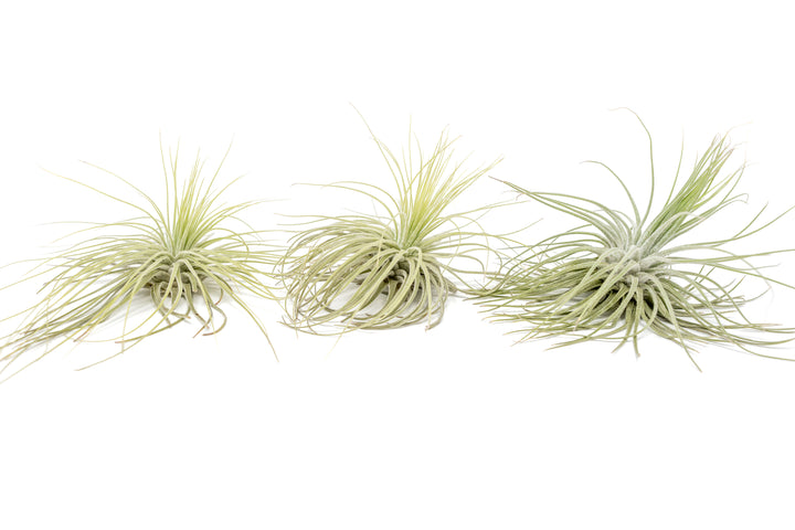 Tillandsia Magnusiana Air Plants