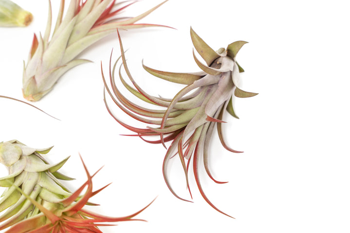 large tillandsia red abdita air plant