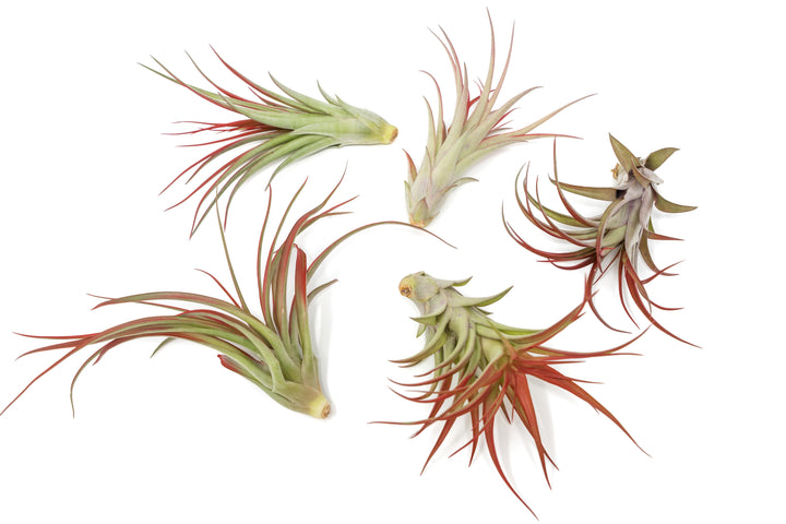 five large tillandsia red abdita air plants