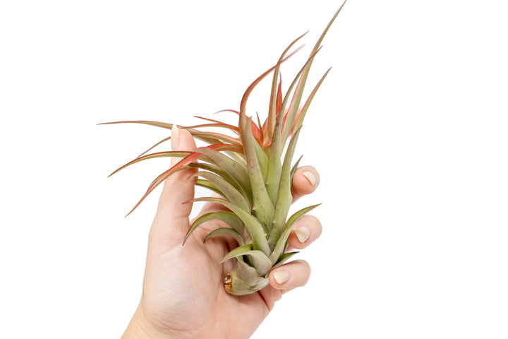 hand holding large tillandsia red abdita air plant