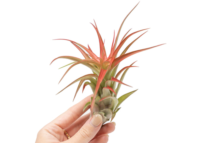 hand holding large tillandsia red abdita air plant