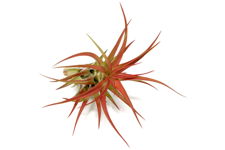 large tillandsia red abdita air plant