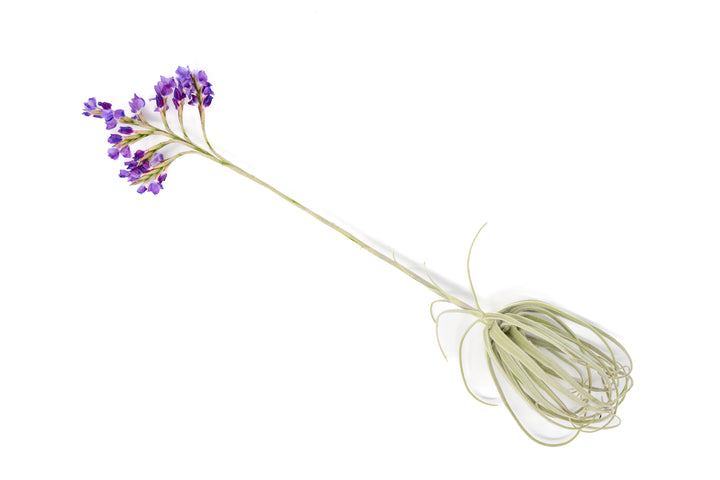 Tillandsia Streptocarpa Air Plants