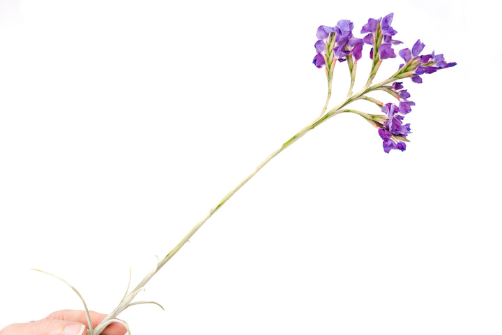 Tillandsia Streptocarpa Air Plants