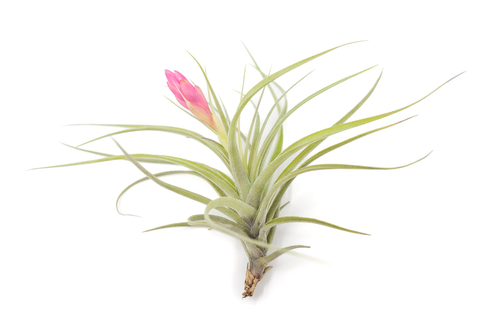 blooming tillandsia stricta hybrid air plant