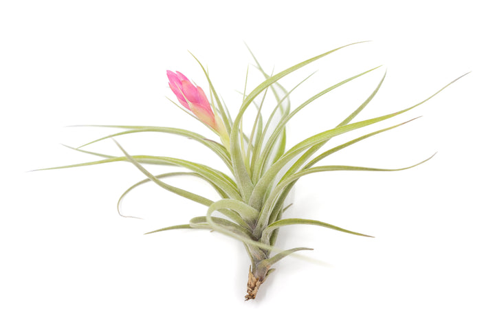 blooming tillandsia stricta hybrid air plant