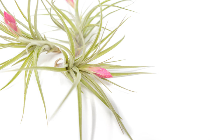 close up of pink bloom on tillandsia stricta hybrid air plant