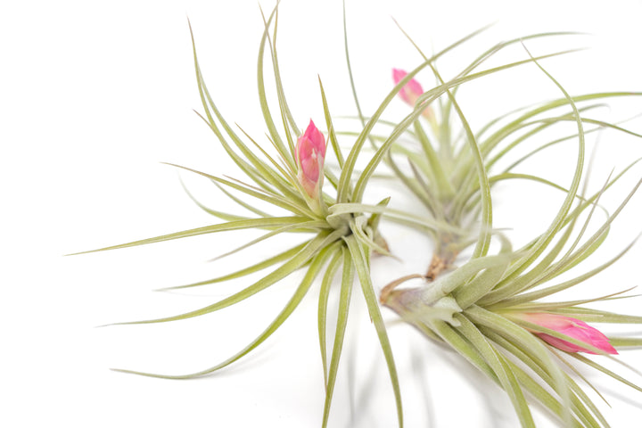 three blooming tillandsia stricta hybrid air plants
