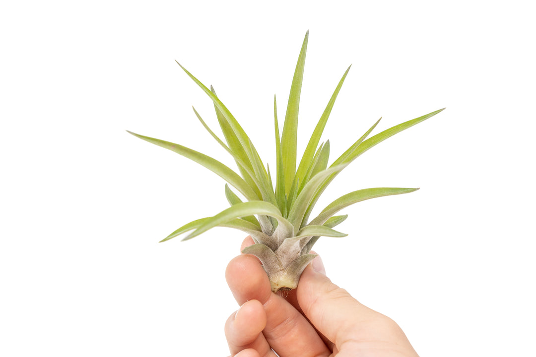hand holding tillandsia velutina air plant