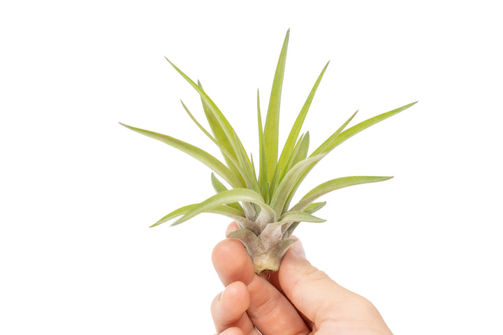 hand holding tillandsia velutina air plant