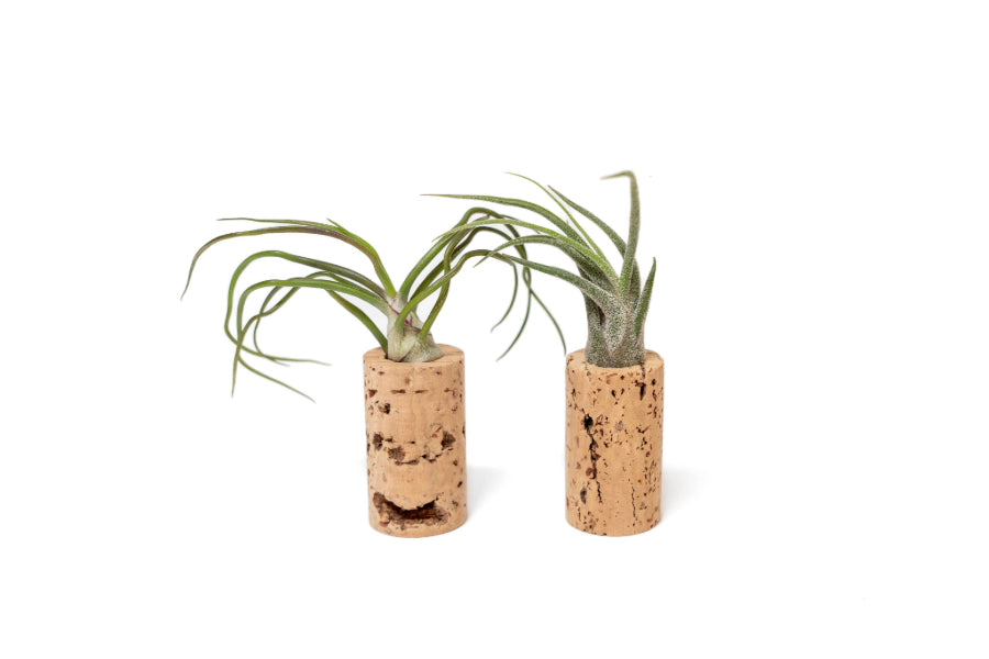 air plant cork magnets Set of 2 Magnetic Wine Corks with Assorted Tillandsia Air Plants