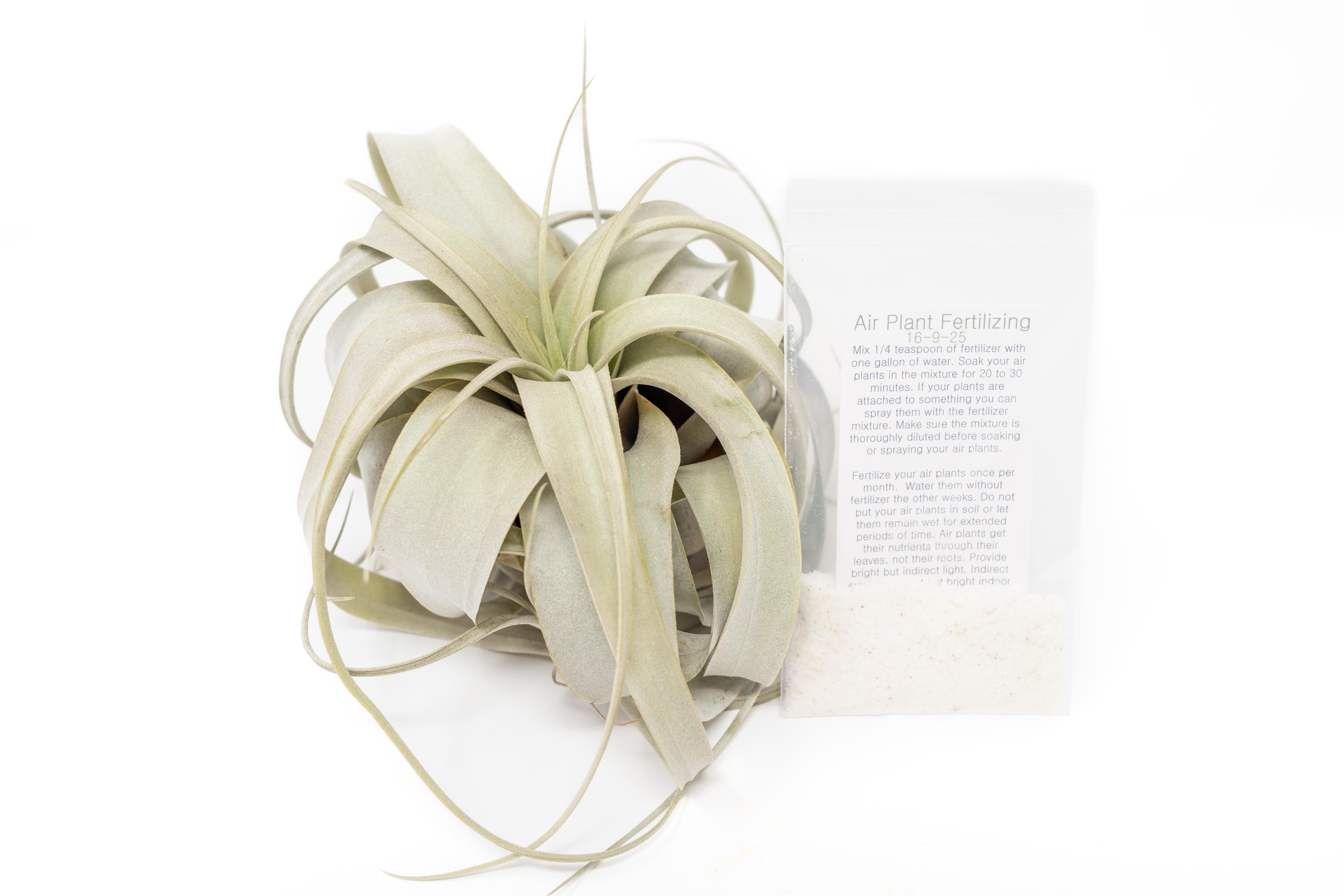 fertilize air plants Large Tillandsia Xerographica + 1 Year Air Plant Fertilizer Pack