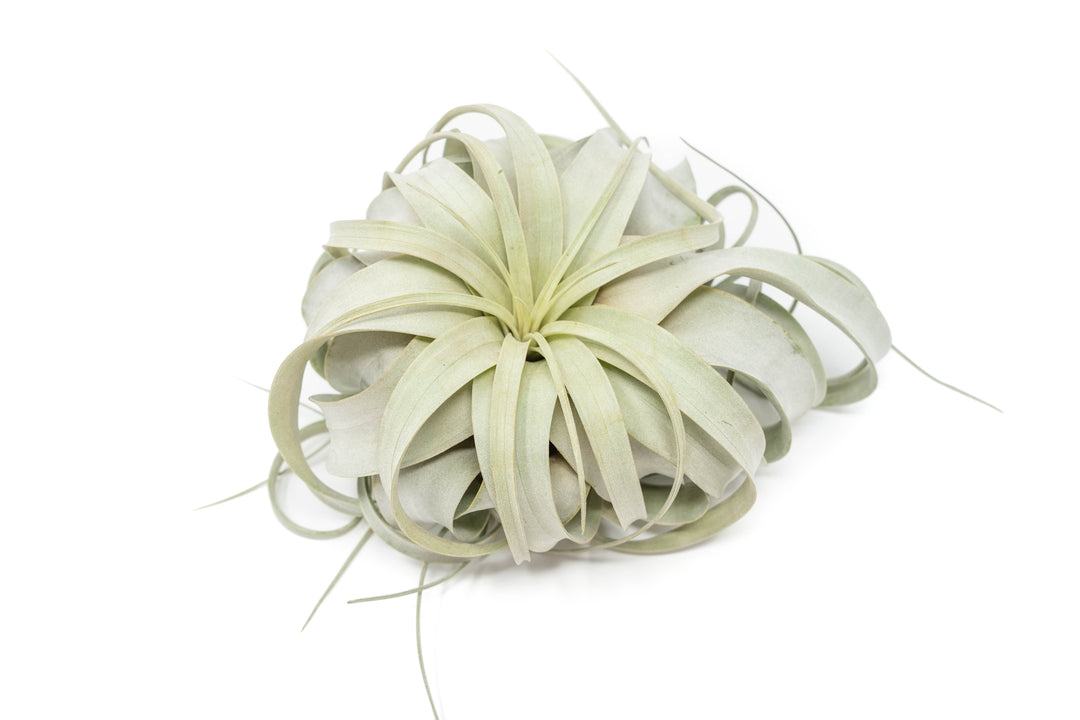large tillandsia xerographica air plant