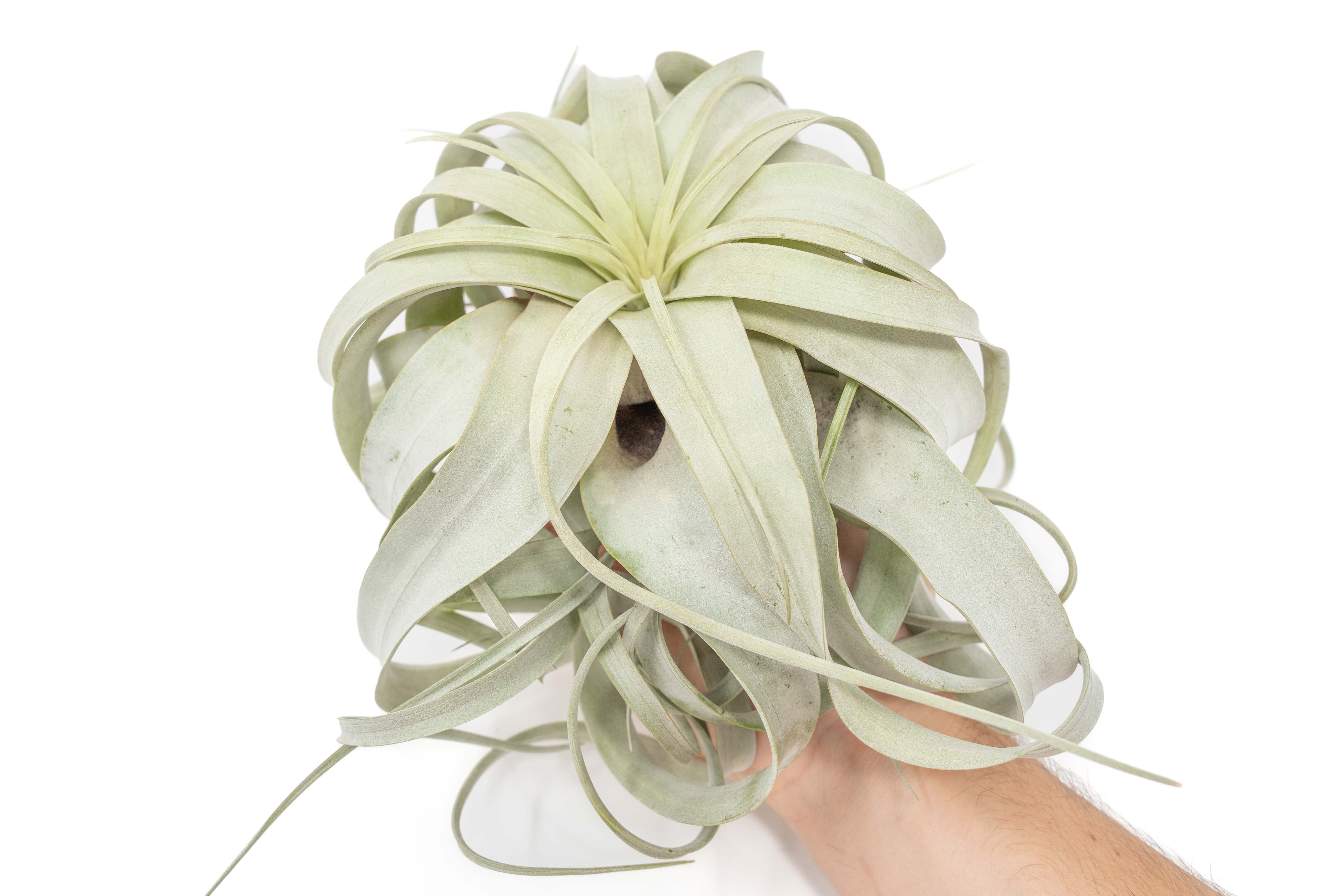 Large Tillandsia Xerographica / 6-8 Inches Wide - Single Plant