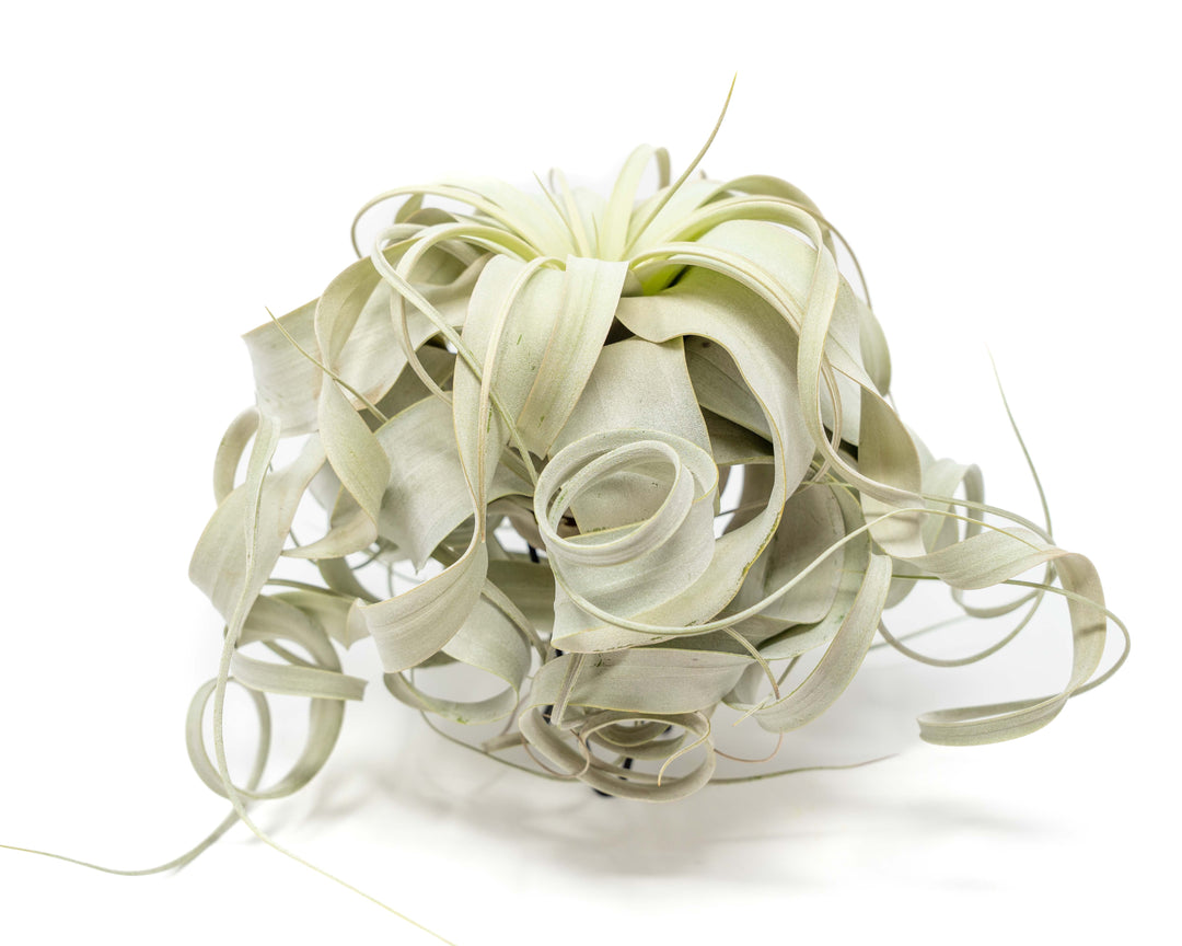 large curly tillandsia xerographica air plant