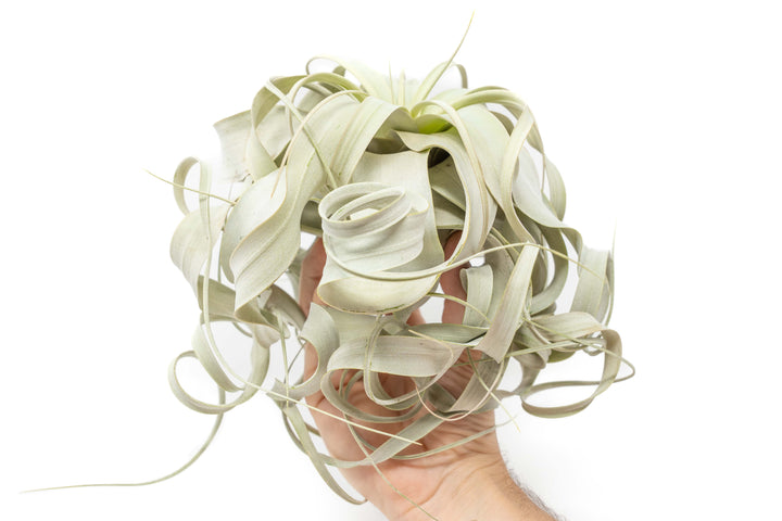 hand holding a large curly tillandsia xerographica air plant
