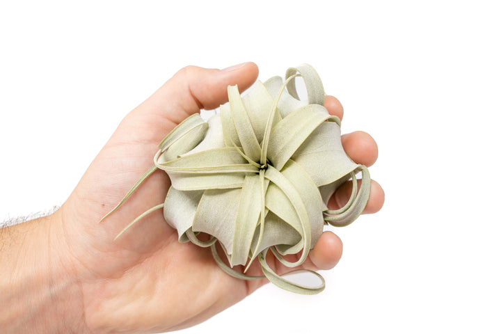 Wholesale - Seedling Tillandsia Xerographica / 2-4 Inch Plants