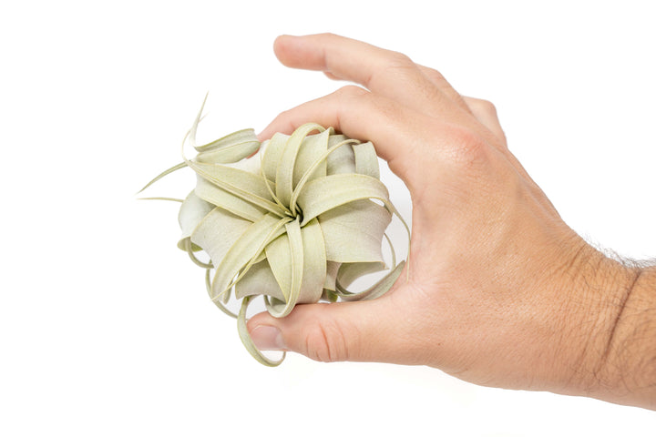 hand holding a tillandsia seedling xerographica air plant