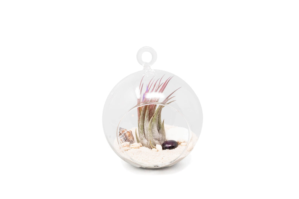 flat bottom glass globe terrarium with white sand, sealife accents and tillandsia ionantha scaposa air plant