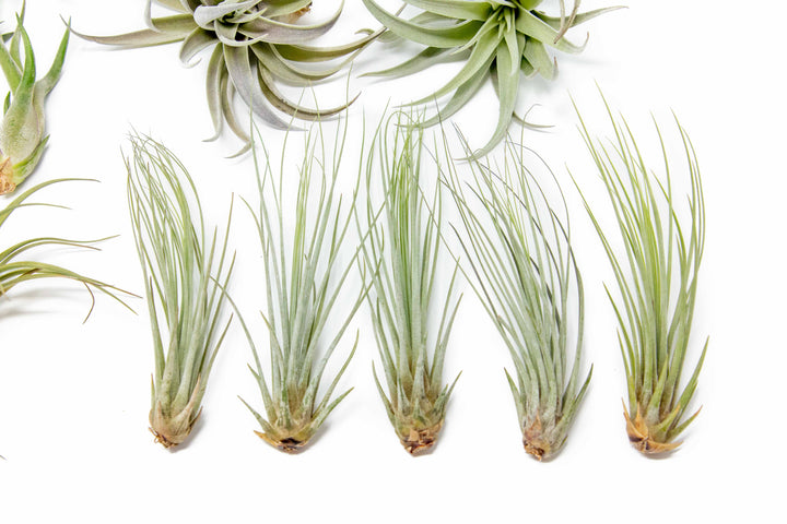 Wholesale Giant Tillandsia Juncea Air Plants