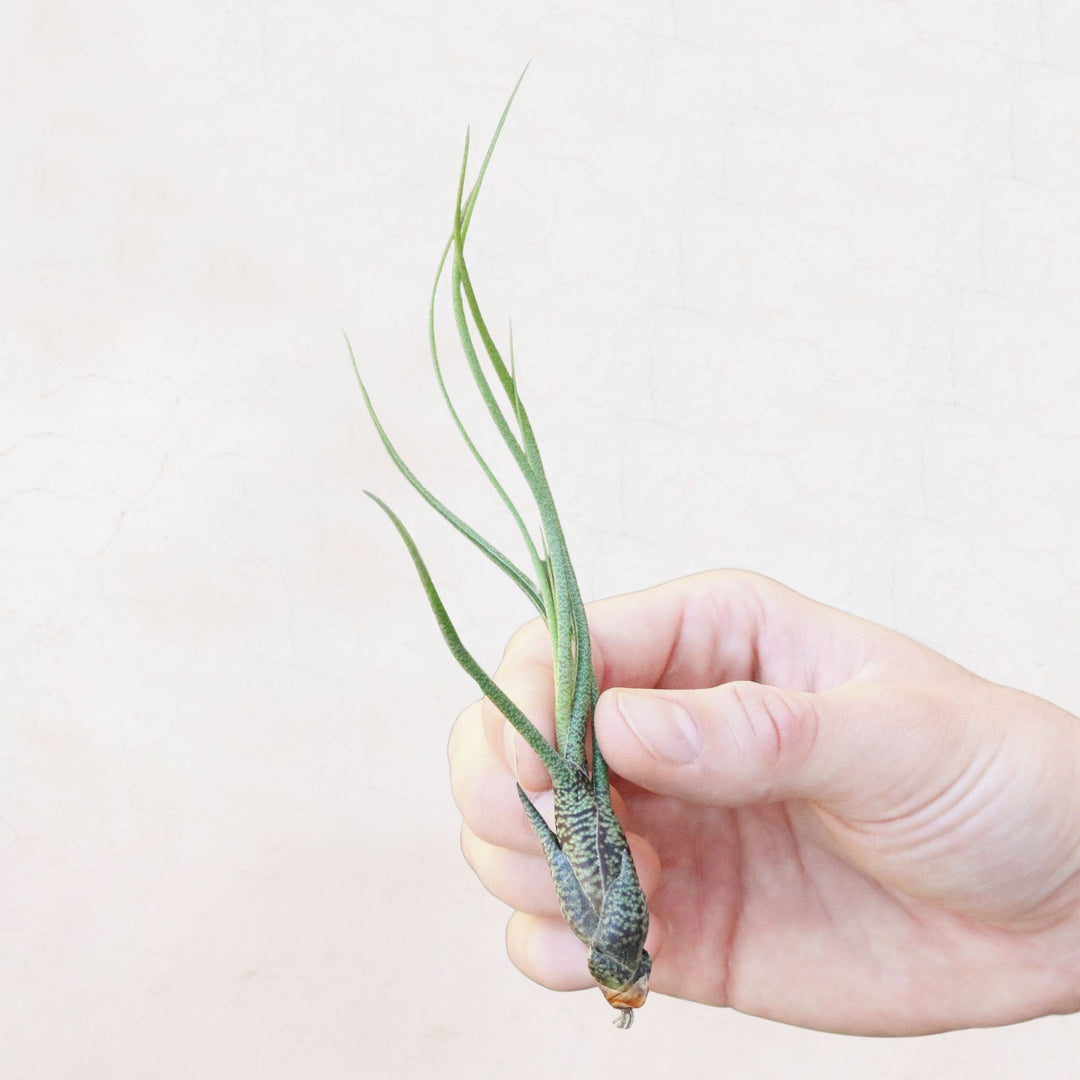 XL Tillandsia Butzii Air Plants / 10-18 Inch Plants