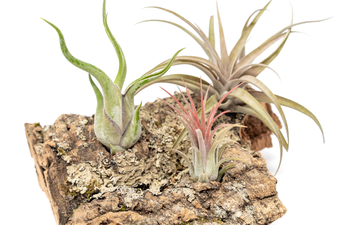 medium cork bark display for table top with attached assorted tillandsia air plants