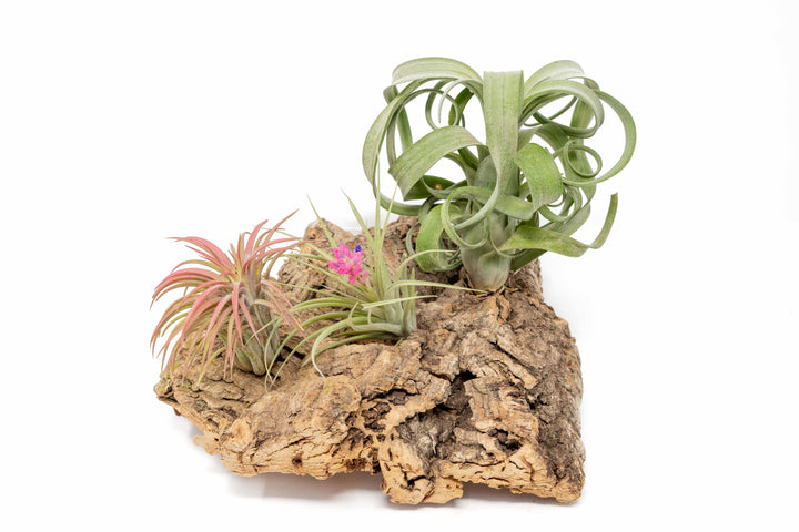 medium cork bark display for table top with attached assorted tillandsia air plants