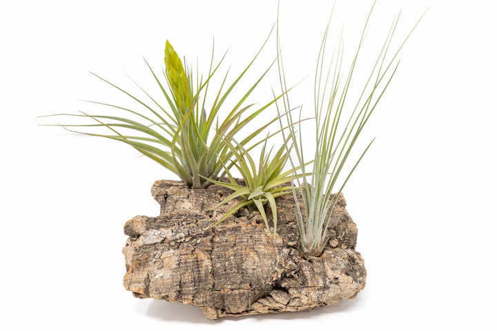 medium cork bark display for table top with attached assorted tillandsia air plants