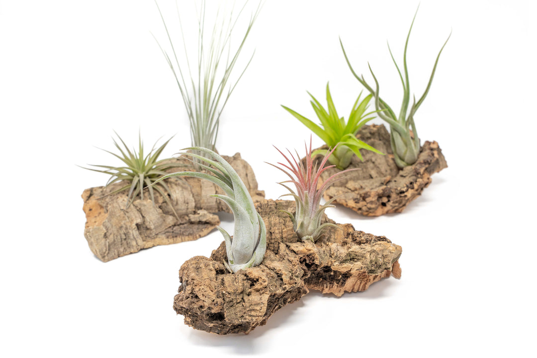 three Small Tabletop Cork Bark Displays with 2 Tillandsia Air Plants