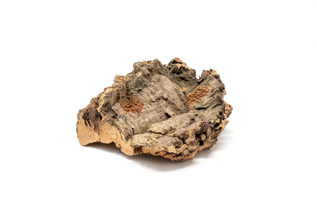 small cork bark display with holes drilled for air plants