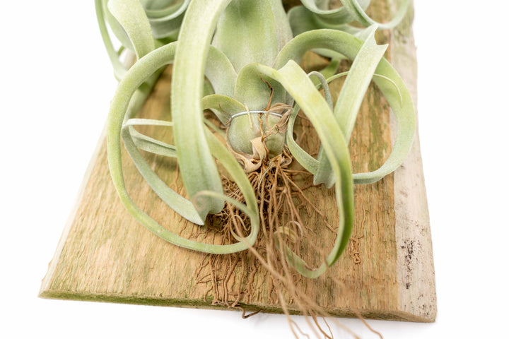 close up of roots on a Tillandsia Curly Slim Mounted on Natural Cedar Plank