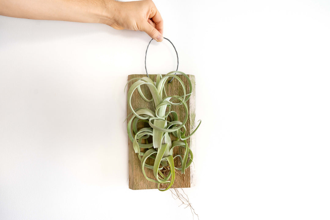 hand holding the loop of a Tillandsia Curly Slim Mounted on Natural Cedar Plank