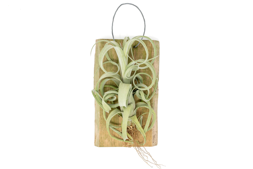 Tillandsia Curly Slim Mounted on Natural Cedar Plank