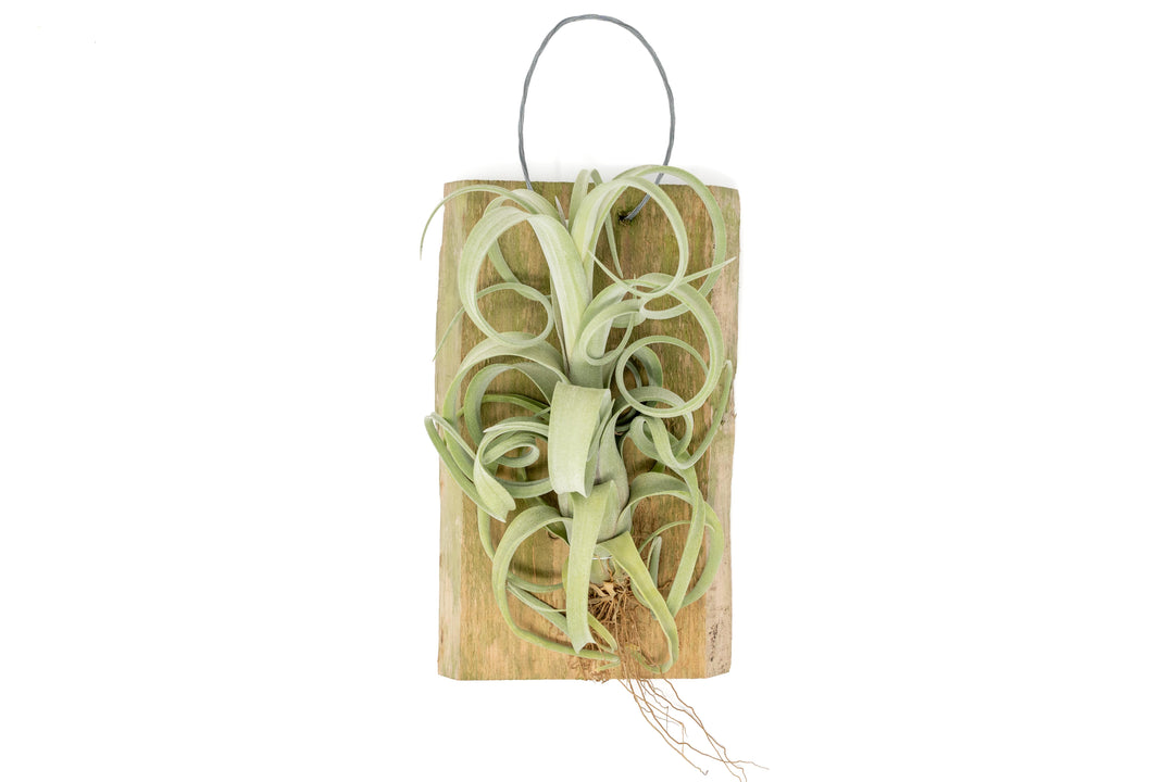 Tillandsia Curly Slim Mounted on Natural Cedar Plank