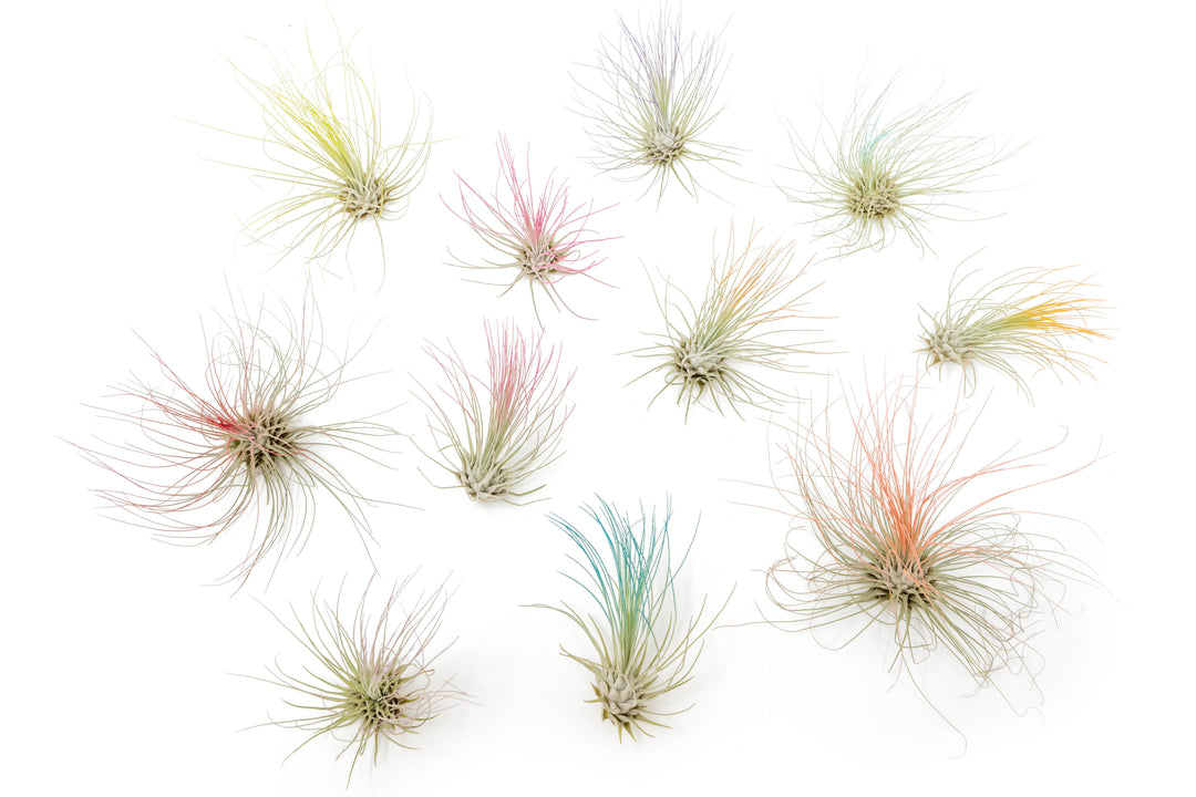 color enhanced tillandsia argentea thin air plants in blue, orange, pink, yellow and red