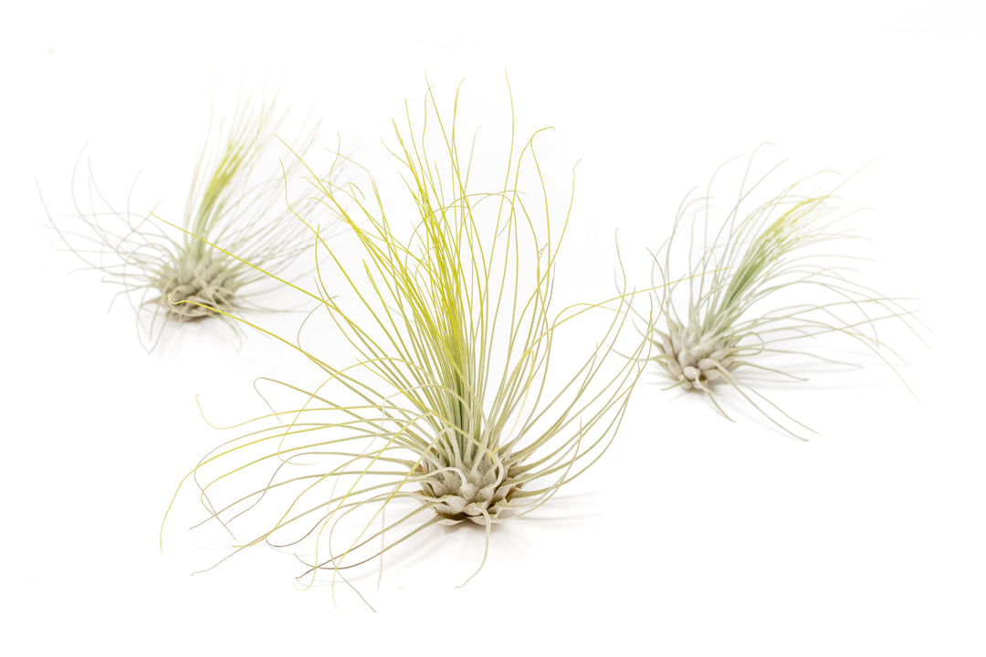 three green color enhanced tillandsia argentea thin air plants