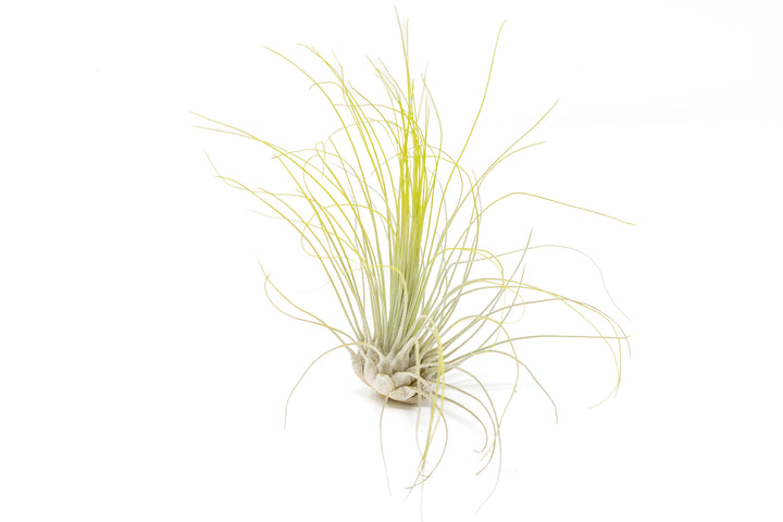 green color enhanced tillandsia argentea thin air plant