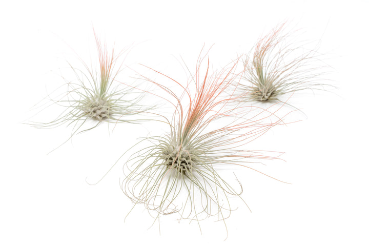 three color enhanced coral tillandsia argentea air plants