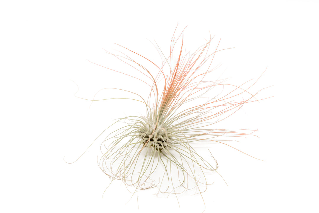 color enhanced coral tillandsia argentea air plant