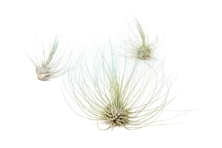 three color enhanced blue tillandsia argentea air plants