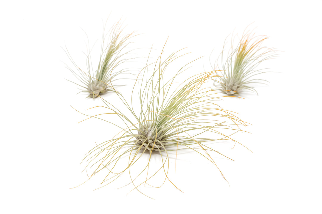 three color enhanced orange tillandsia argentea air plants