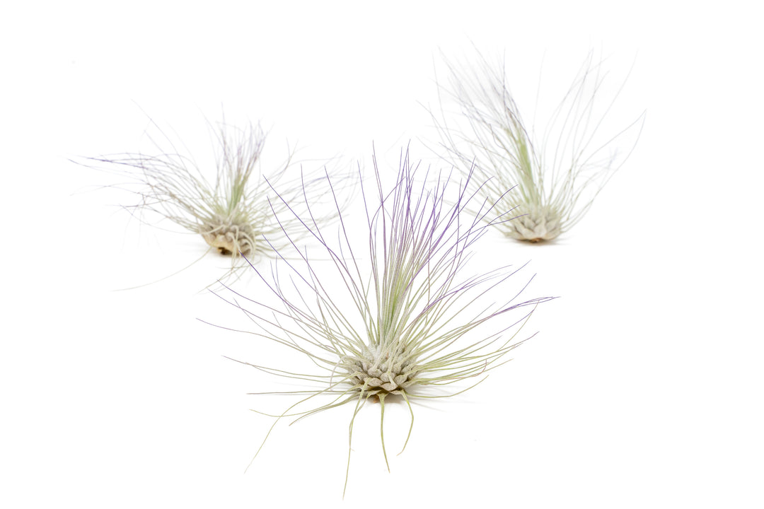 three color enhanced purple tillandsia argentea air plants