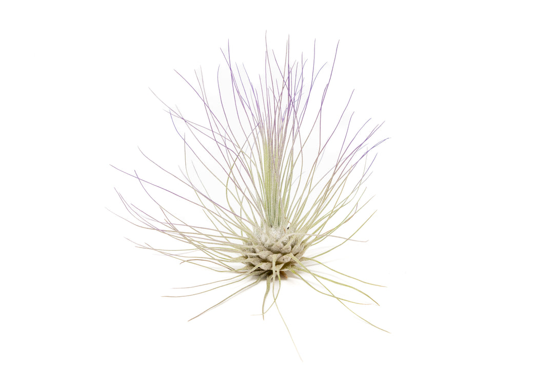 color enhanced blue tillandsia argentea air plant